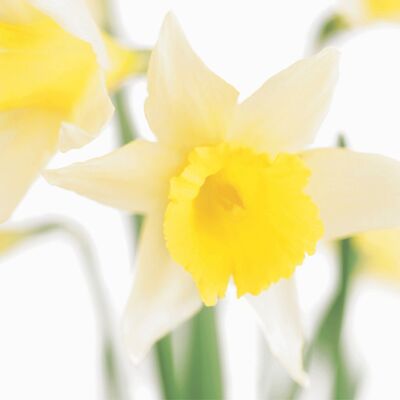 FF28 WELSH DAFFODILS GREETING CARD