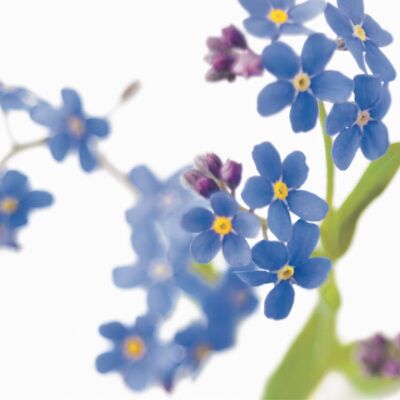 FF32 FORGET ME NOT GREETING CARD