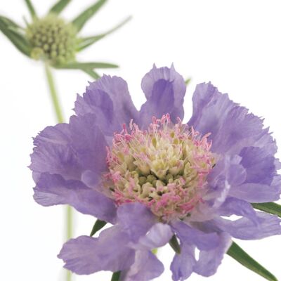 FF55 SCABIOUS GREETING CARD