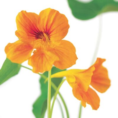 FF58 NASTURTIUMS GREETING CARD