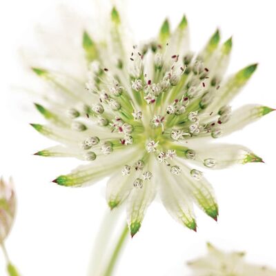 FF63 WHITE ASTRANTIA GREETING CARD