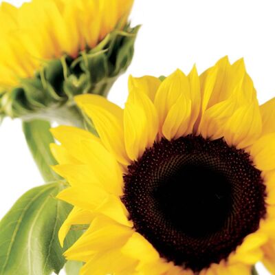 FF73 SUNFLOWERS GREETING CARD