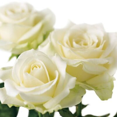 FF83 IVORY ROSES GREETING CARD