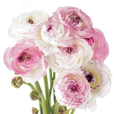 FF85 PINK and WHITE RANUNCULUS GREETING CARD