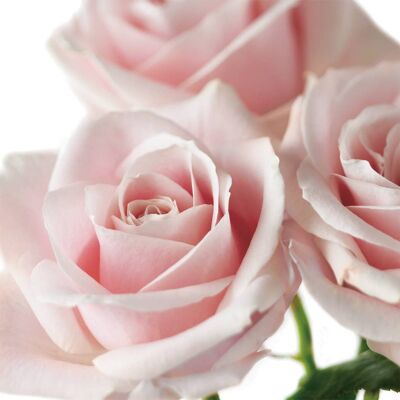 FF87 PALE PINK ROSES GREETING CARD