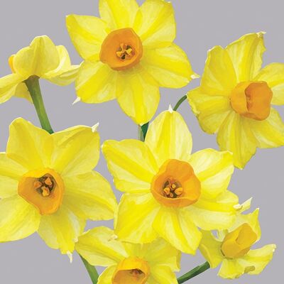 FG02 JONQUILS GREETING CARD