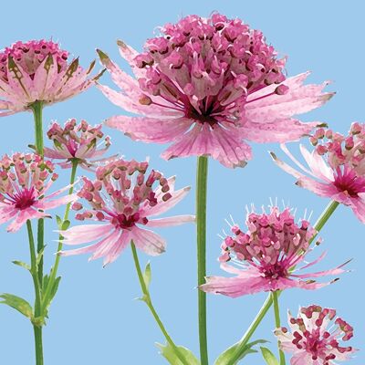 FG13 ASTRANTIA GREETING CARD