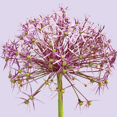 FG14 ALLIUM GREETING CARD