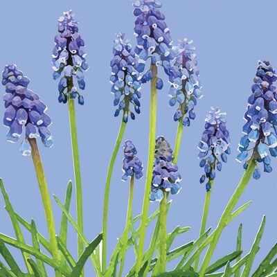 FG22 GRAPE HYACINTHS GREETING CARD