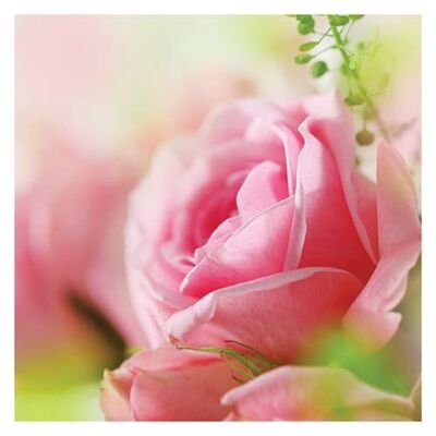 P01 PINK ROSE  (BLANK) GREETING CARD