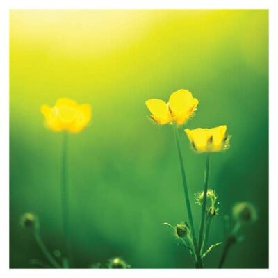 P02 BUTTERCUPS (BLANK) GREETING CARD