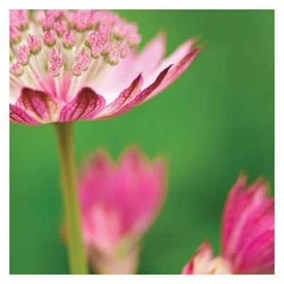 P04 ASTRANTIA (BLANK) GREETING CARD