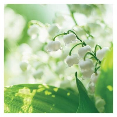 P05 LILY OF THE VALLEY (BLANK) GREETING CARD