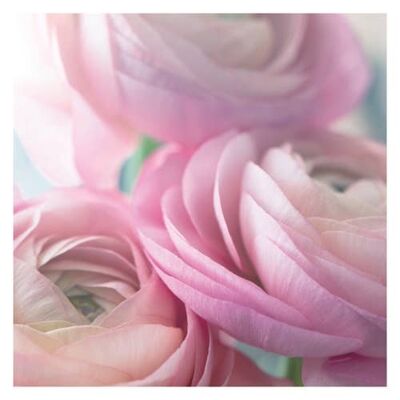 P07 PINK RANUNCULUS (BLANK) GREETING CARD