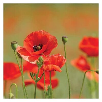 P10 POPPIES (BLANK) GREETING CARD