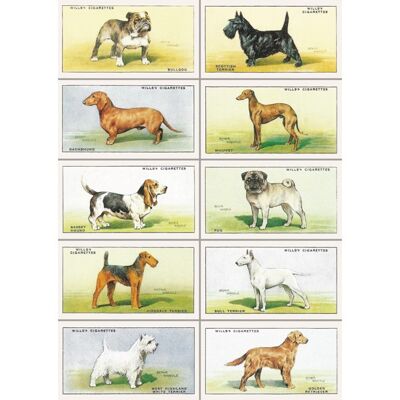 VC42 DOGS GREETING CARD