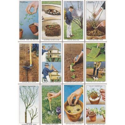 VC46 GARDENING TIPS TWO GREETING CARD