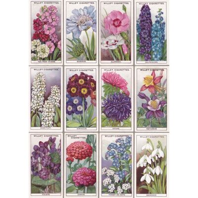 VC47 FLOWERS ONE GREETING CARD
