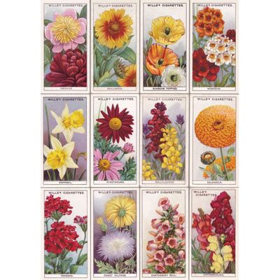 VC48 FLOWERS TWO GREETING CARD
