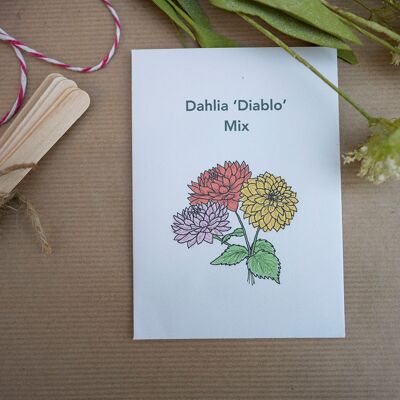 Dahlia Diablo Seeds (g8nm02)