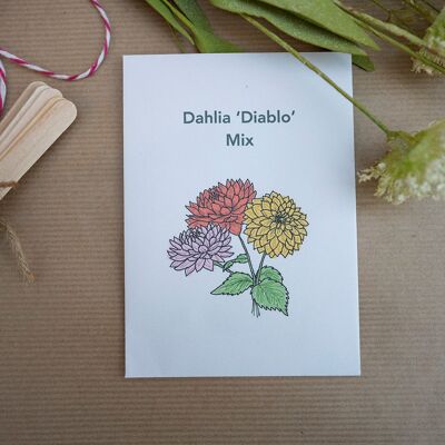 Dahlia Diablo Seeds (g8nm02)