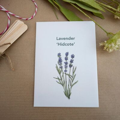 Lavender Hidcote Seeds (g8nm04)