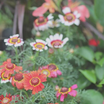 Chrysanthemum Merry Mix Seeds (g8nm05)