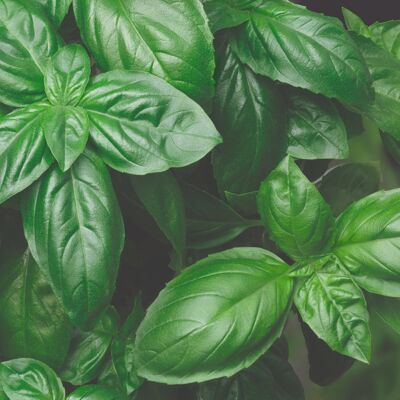 Basil Sweet Genovese Seeds (g8nm10)