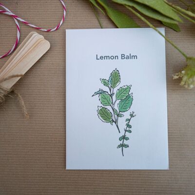 Lemon Balm Seeds (g8nm11)