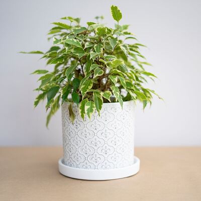 White Fleur de Lis Plant Pot (g8nm13)