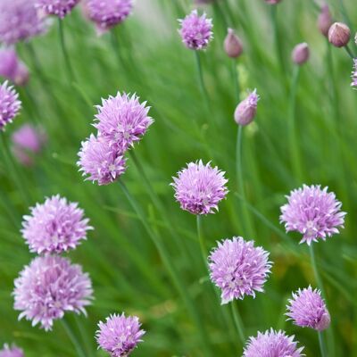 Chive Seeds (g8nm21)