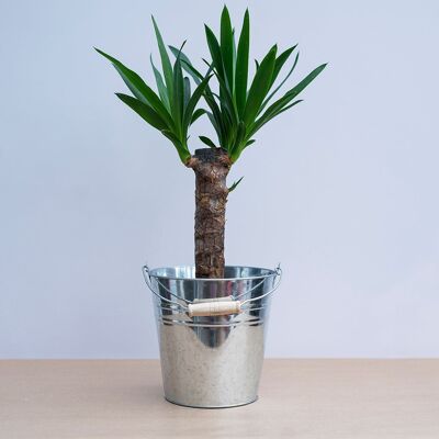 Zinc Planter (g8nm27)