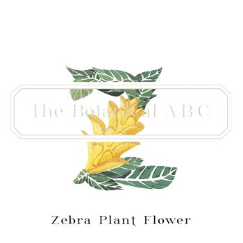 Fleur Lettre Imprimé Z - Zinnia Small 2