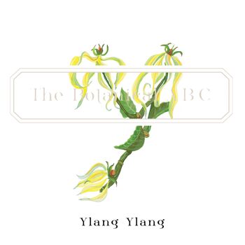 Fleur Lettre Imprimé Y - Ylang Ylang Large 3