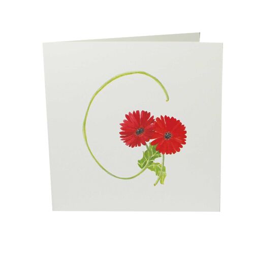 G is for Gerbera