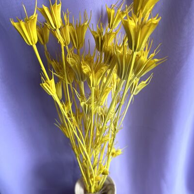 Nigella Orientalis - Amarillo