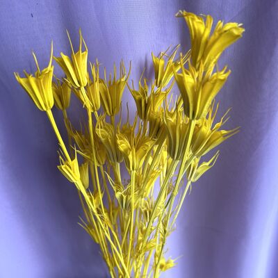 Nigella Orientalis - Yellow