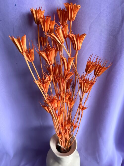 Nigella Orientalis - Orange