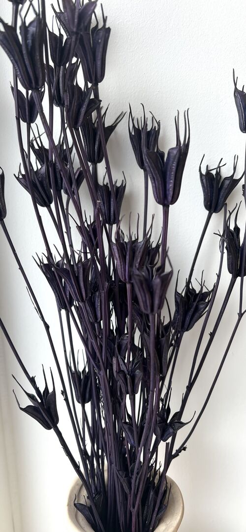 Nigella Orientalis - Dark-purple