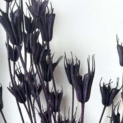 Nigella Orientalis - Púrpura oscuro
