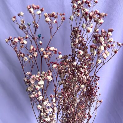 Dried Gypsophila - berry colour - 5 stems