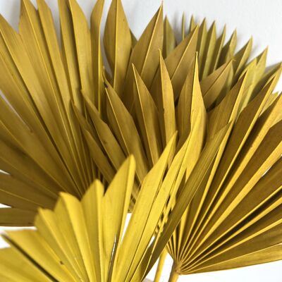 Foglie di palma sole giallo - 40-45 cm - un pezzo