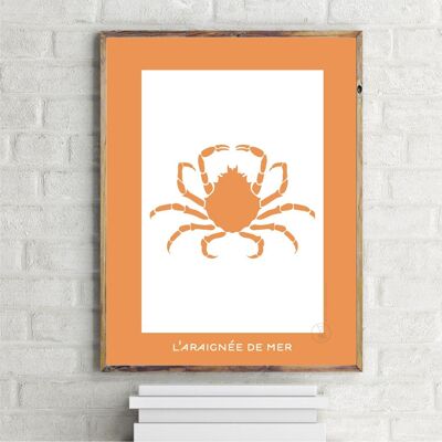 Orange Spider Crustacean
