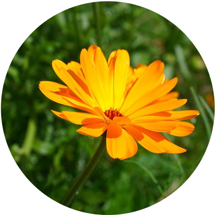 Un peu, beaucoup, à la folie - Sachet de graines de Calendula