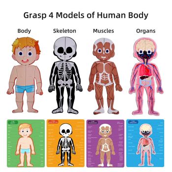 Puzzle modèle du corps humain pour les enfants, 48 pièces Puzzles magnétiques Ensemble de jeu d'anatomie humaine, Jouets pour aider les enfants à apprendre le corps humain - Jouets éducatifs pour 3 4 5 6 7 8 ans (corps humain) - Jouets et artisanat 3