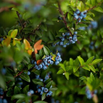 Bulk jam | Wild blueberry - ORGANIC | Bib 5 Kg.