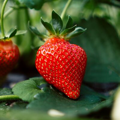 Bulk-Marmelade | Erdbeere - BIO | 5 kg.