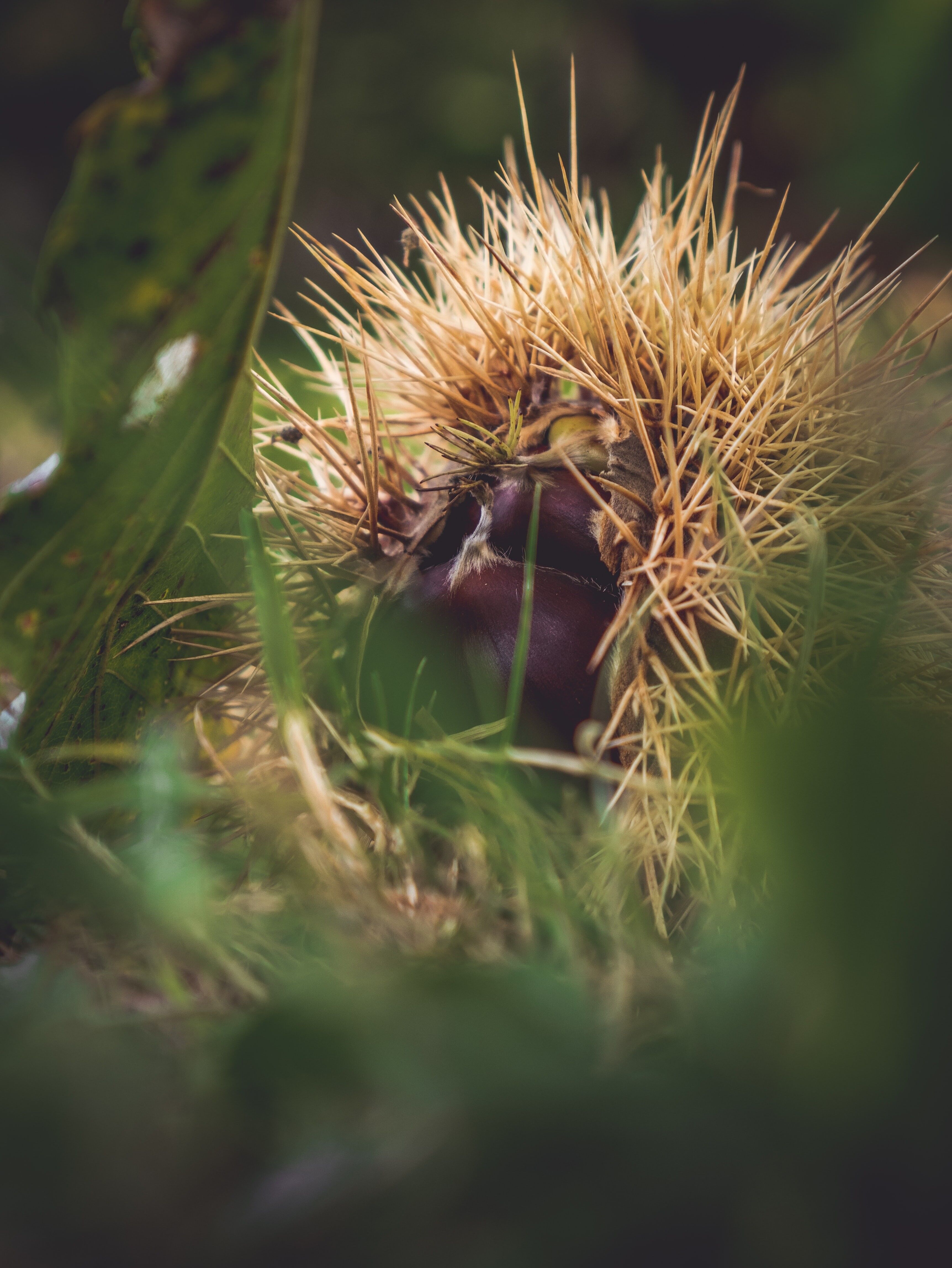Crema Di Castagne Sciolta | BIOLOGICO | Bavaglino 5 kg.
