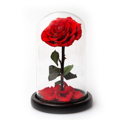 Rosa Preservada en Campana Roja Mediana