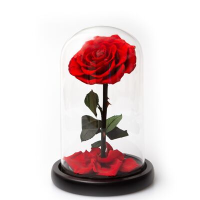 Preserved Rose in Bell Jar Red Medium